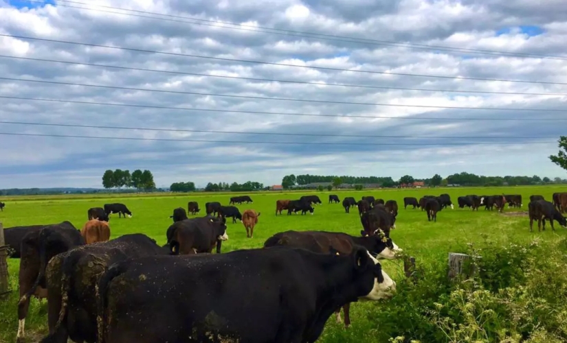 Biologische landbouwgrond in het Binnenveld