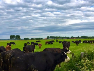 Biologische landbouwgrond in het Binnenveld 